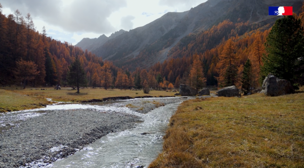 Préservation des forêts et biodiversité